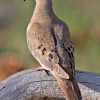 Mourning_Dove_2006