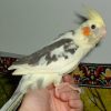 Pied-Cockatiel-Pictures