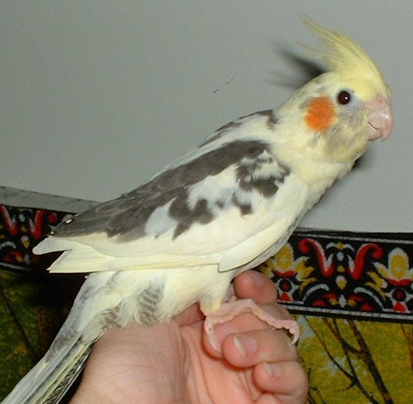 Pied-Cockatiel-Pictures