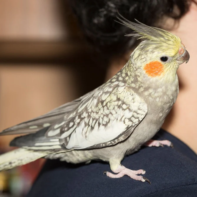 cockatiel-pearl-401262_669x669
