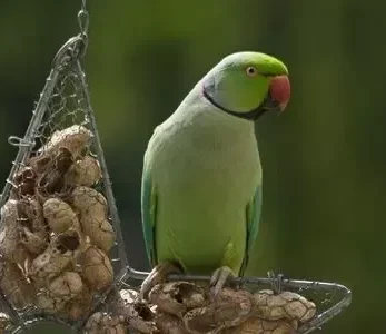 Indian Ring Neck Parrot - Green